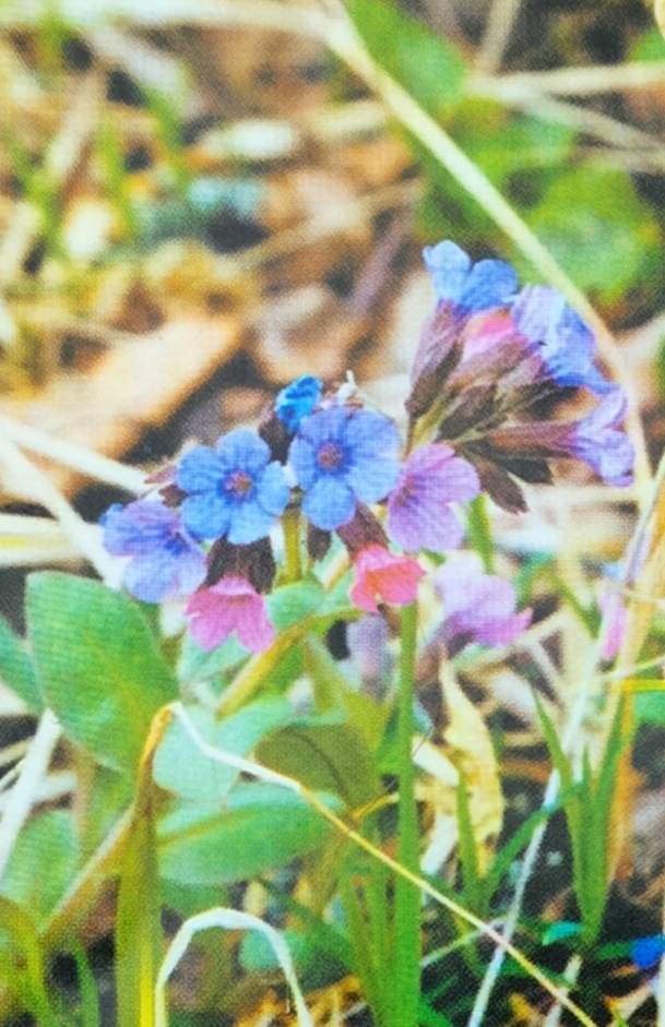 Медуниця лікарська (Pulmonaria officinalis) - флора Гранітно-степового Побужжя
