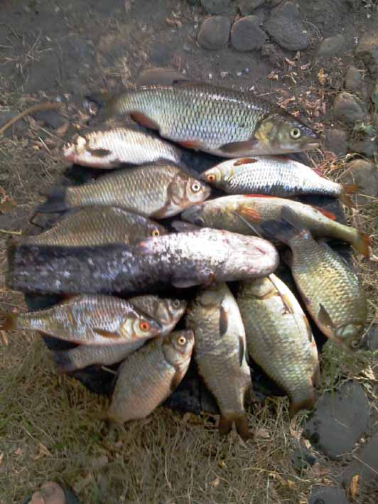 hand Fishing