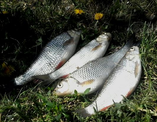 hand Fishing