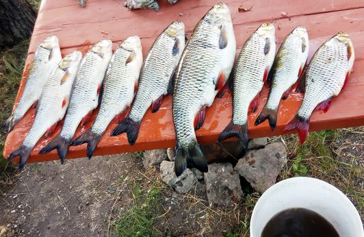 Самая честная рыбалка. Ловим своими руками hand Fishing