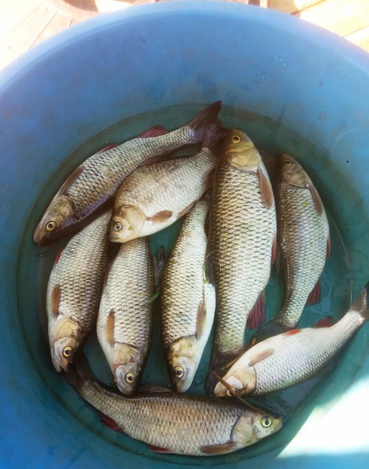 hand Fishing