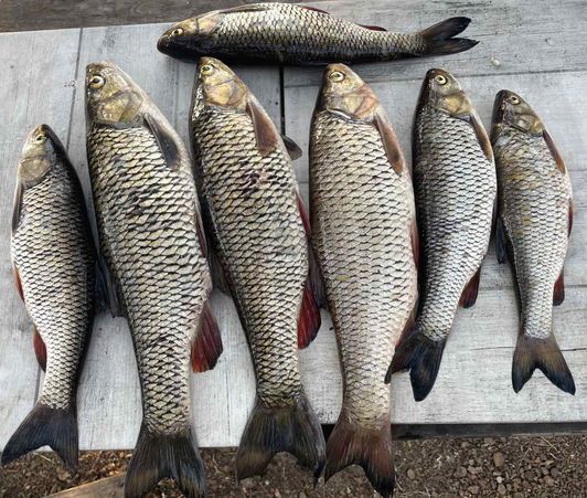 hand Fishing