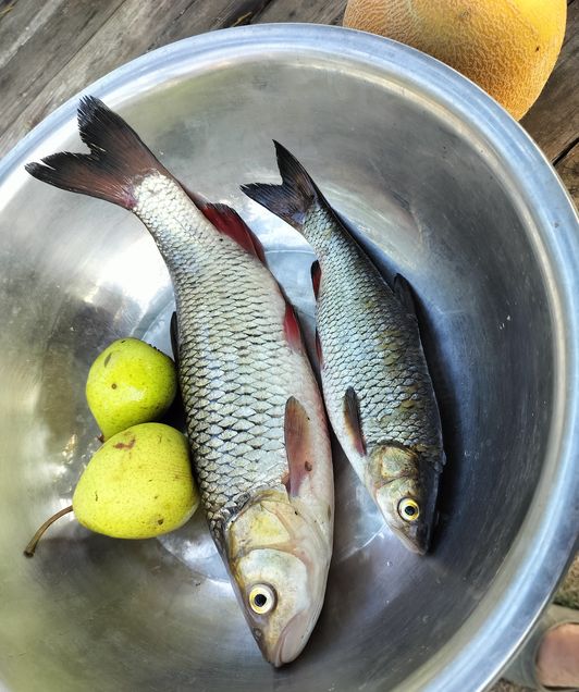 hand Fishing