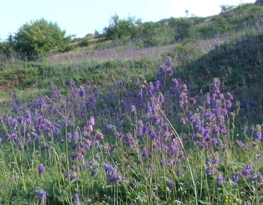 Salvia nutans або шавлія поникла