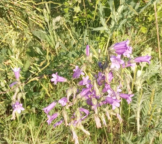 Дзвоники. Національний природній парк Бузький гард