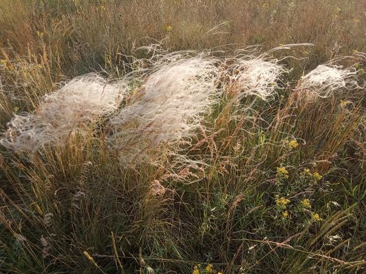Ковила́ Л́ессинґа. Національний природній парк Бузький гард