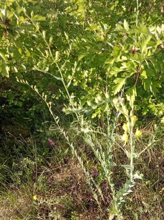 Невідома раслина. Національний природній парк Бузький гард